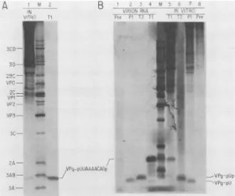 FIG.3.antibodies.thetreatedpoliovirus-infectedwith3immunoprecipitatedM,samemixtureU and (10 SDS-polyacrylamide gel electrophoresis of immunoprecipitates of oligonucleotidyl-VPg and nucleotidyl-VPg with anti-VPg (A) Detection of the 5'-terminal RNase TI-res