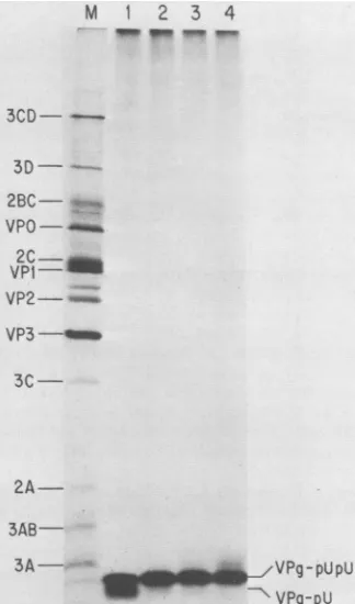 FIG. 8.endtein(s)(A)cules(B)poly(U)proposedformed.viralwillthereadthroughend-to-end-linkedfoundhomo-linkedstrandsactivity.inmembrane-boundreaction.lengthtermini picornavirus-infected Model of RNA replication in poliovirus-infected cells