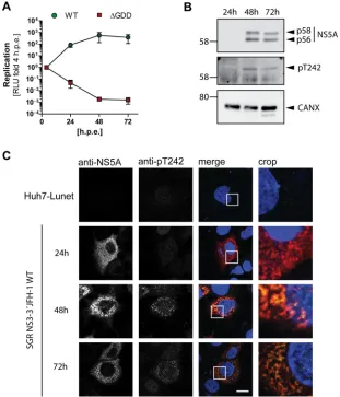 FIG 5 NS5A phosphorylated at T242 has no distinct subcellular localization compared to total NS5A.Huh7-Lunet cells were transfected with in vitro transcripts encoding a JFH-1 reporter replicon (A to C)and analyzed for RNA replication (A), NS5A phosphorylat