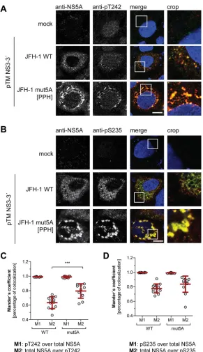 FIG 6 Subcellular localization of WT NS5A compared to NS5A mutant with impaired PI4KA activation