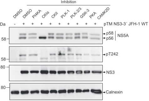 FIG 7 Impact of kinase inhibitors on phosphorylation of T242. Huh7-Lunet T7 cells were transfected witha pTM vector encoding NS3-5B of JFH-1