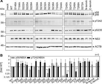 FIG 8 Impact of phosphoablative mutations of potential phosphoacceptor sites on T242 phosphoryla-tion