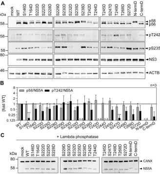 FIG 9 Impact of phosphomimetic mutations of potential phosphoacceptor sites on T242 phosphoryla-
