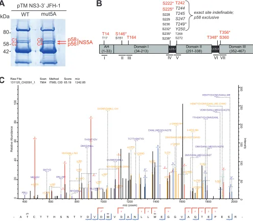 FIG 1 Identiﬁcation of NS5A phosphorylation sites. (A) Huh7-Lunet T7 cells were transfected with constructs encompassing NS3-5B JFH-1 with the NS5Apeptides