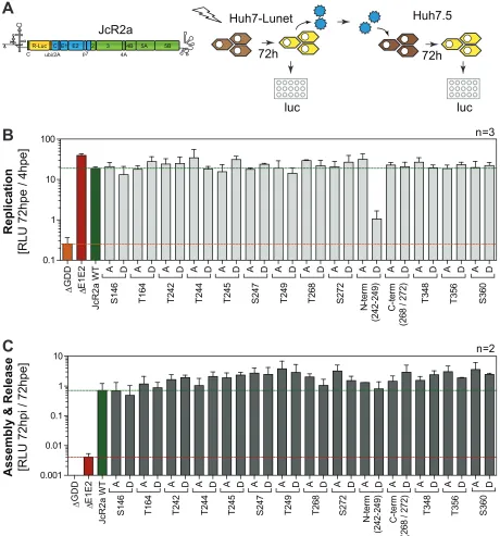 FIG 2 Impact of phosphoablatant and -mimetic mutations at potential phosphoacceptor sites on replication and virus production