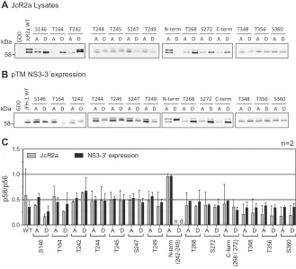 FIG 3 Comparison of electrophoretic mobility of NS5A phosphoisoforms upon virus replication and