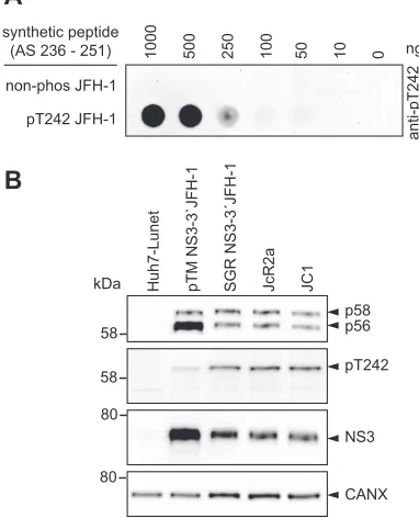 FIG 4 T242 is exclusively phosphorylated in the hyperphosphorylated form of NS5A. (A) Different