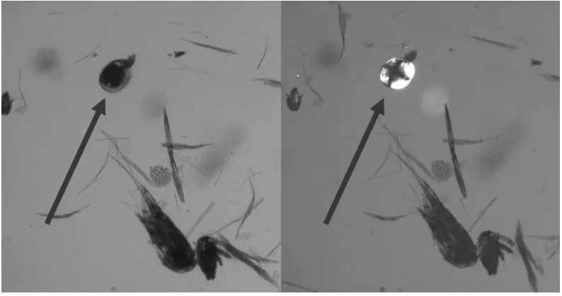 Figure 2: Image of plankton under transmitted light and under cross-polarized 
