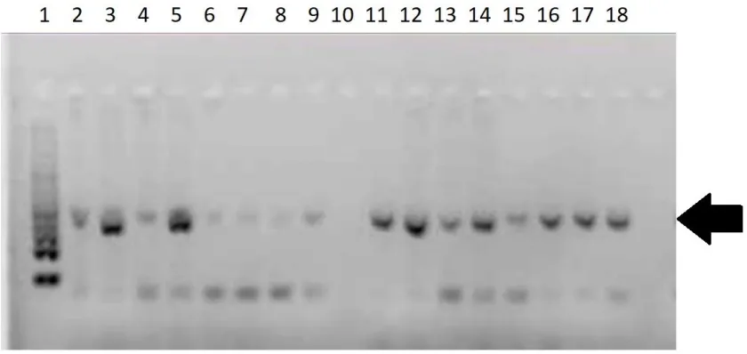 Figure 7: Positive detection of zebra mussel DNA (mtDNA COI amplification) in 