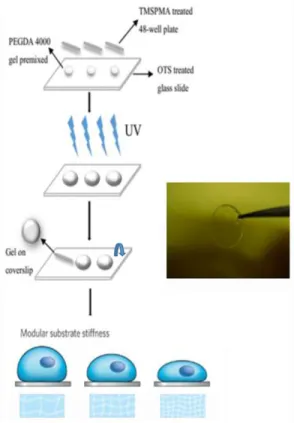 Figure 1. Schematic of the PEGDA hydrogel fabrica- fabrica-tion protocol. Prepolymer solufabrica-tions of PEGDA (0%,  2%, 5%, 10%, respectively) were polymerized for  stiff-ness gradient hydrogel substrates system.