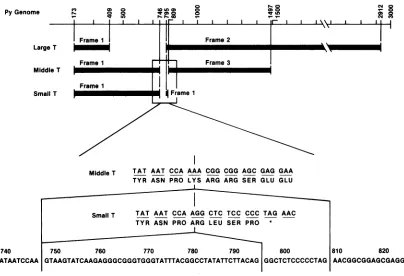 FIG.1. Overlapping coding region for three polyomavirus T antigens.