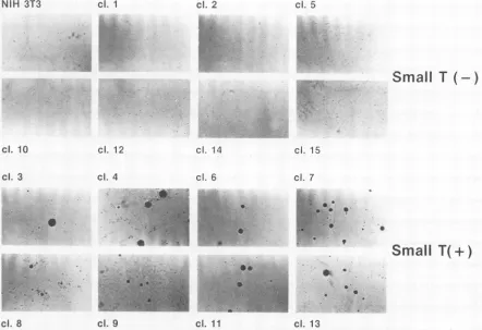 FIG.8.3)3T3low-powermethod as Colony formation in soft agar of the clones of cells expressing and not expressing small T antigen