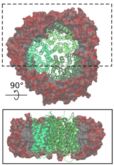 Figure 1. Atomistic model of the AmtB-DDM complex containinggreen, and the DDM carbon and oxygen atoms are shown in gray andred, respectively