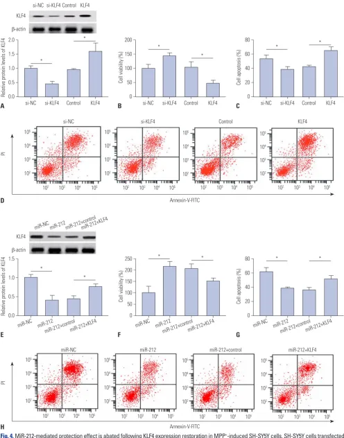 Fig. 4. MiR-212-mediated protection effect is abated following KLF4 expression restoration in MPP+-induced SH-SY5Y cells