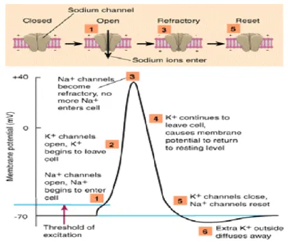 Figure 2.2: A schematic diagram for a spike generated by a neuron. When the membrane potential of a neuron reaches the threshold (1), its ion channels open leading for membrane depolarization (2)