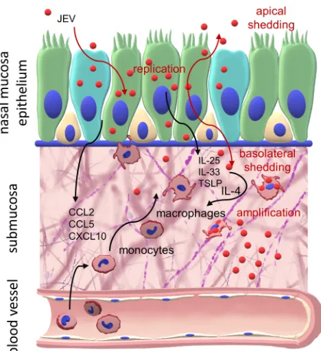 FIG 10 Targeting of the nasal mucosa by JEV. Shown is a graphical summary of the interaction of JEVwith NEC and myeloid cells.