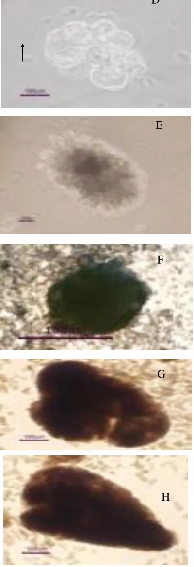 Fig. 2. A-H. Single cells (A); Dividing cells (B); Embryo proper with 