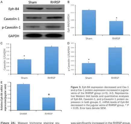 Figure 3. Eph-B4 expression decreased and Cav-1 and p-Cav-1 protein expression increased in jugular veins of the RHRSP group (n=5)