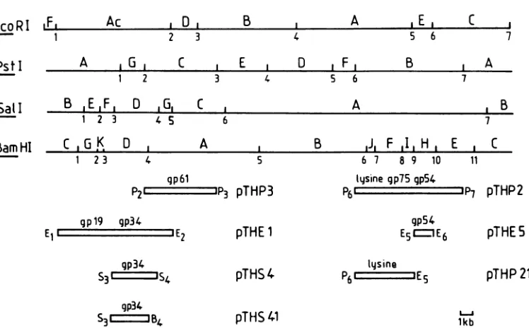 FIG.1.restrictionprotein Restriction map of LL-H chromosome and localization on the restriction fragments of five structural proteins and lysin genes