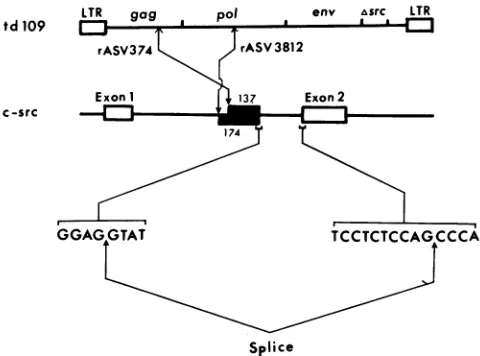 Figure 2XbaI-to-NcoIthis shows the nucleotide sequence of the 0.36-kb fragment (Fig. 1) of rASV3812
