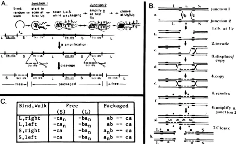 FIG. 9.junctions.correspondingoccurredAanddirection,(detailedextendedrepair(junctionsignals.moleculesignal.strandsequencesUc similar The double-stranded break-gap repair model for a amplification