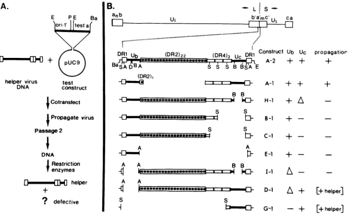 FIG.1.*----.-------ToparrangementcontainedlackRoizmanUb Propagation test and structure of test constructs