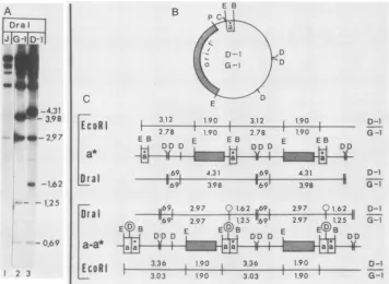 FIG. 3.EcoRIDraItherespectively.unitsHSV-1 Structure of chimeric junctions. (A) Dral-digested 32P-labeled DNAs from cells infected with passages 2 of transfections receiving (Justin) helper DNA alone (J) or the constructs G-1 and D-1