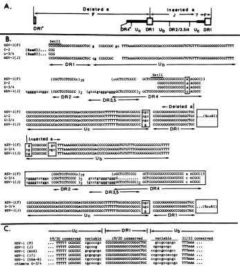 FIG. 4.for(A)originatingandregionwhereastheHSV-1sitessequences Nucleotide sequences of the chimeric junctions and sequence conservation in the Ub and Uc elements of different HSV-1 strains