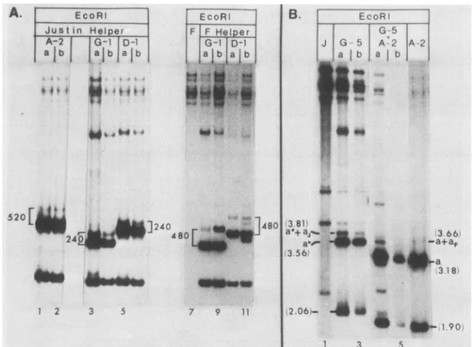 FIG. 5.digeststhrough(inofconstructaajself-amplification and  32P-labeled Propagation of test constructs in the presence of Justin and F helper viruses and in transfection competition tests