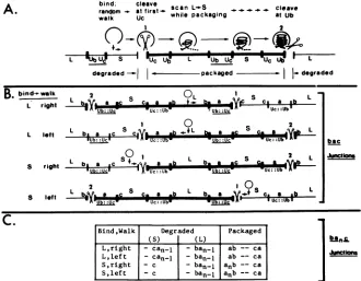 FIG. 7.concatemera(whichrepeatedinencounteredterminus,concatemer,bindingnumbermolecules constant the Directional cleavage model