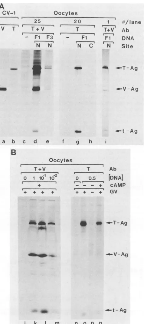 FIG.1.detectedOocyteslanesinnumber(Ab);similarlymunoprecipitatedoocyteswereSV40 SDS-polyacrylamide SV40 T-Ag, t-Ag, and V-Ag synthesis in mouse oocytes