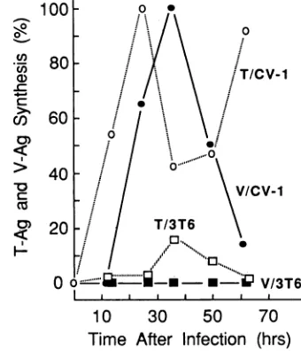 FIG. 6.Aboutfluorography.oocytesT-Ag,withincubatedvesiclesuninjectedSDS-polyacrylamide[35S]methionine Stability of SV40 T-Ag, t-Ag, and V-Ag in oocytes