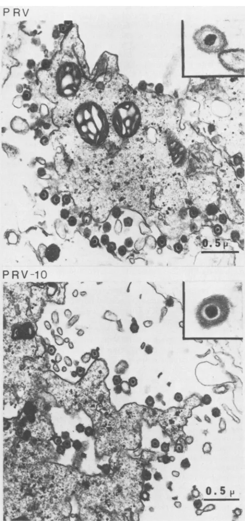 FIG. 8.graph.fectedTheacornerpreparedMethods.PRV x80,000 Electron micrographs of infected cells