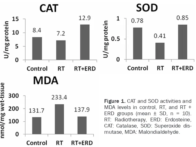 Table 1. CAT and SOD activities and MDA levels in control, RT, and RT + ERD groups (mean ± SD, n = 10)