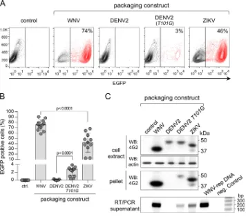 FIG 2 Production of WNV, DENV2, and ZIKV pseudoviruses. (A) Cytoﬂuorimetry proﬁles of Vero cells infected withpanels) of cell extracts and pellets of ultracentrifuged supernatants of HEK293T cells cotransfected with theWNV-rep and the indicated packaging c