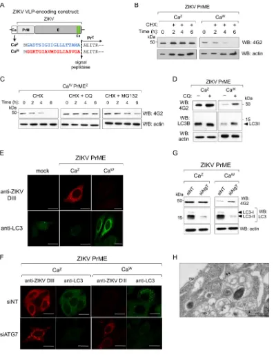 FIG 6 Degradation of ZIKV E protein. (A) Schematic representation of ZIKV VLP encoding constructs