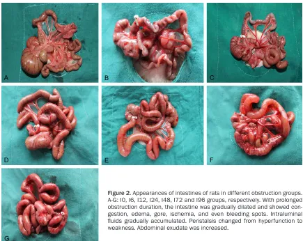 Figure 2. Appearances of intestines of rats in different obstruction groups. fluids gradually accumulated
