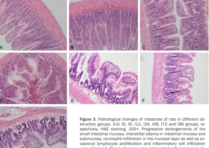 Figure 3. Pathological changes of intestines of rats in different ob-struction groups