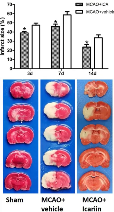 Figure 2. Effect of ICA treatment on the infarction size in MCAO rats. Three rats of each group were used for infarction size measurement at each time point