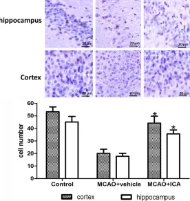 Figure 3. Effect of ICA treatment on brain cell damage in MCAO rats. In the sham and ICA group, the cell outline was clear and cell structure was compact