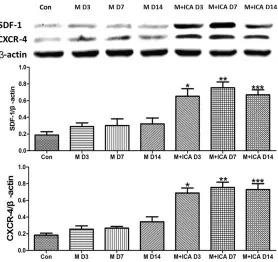 Figure 7. Effect of ICA treatment on SDF-1 and CXCR4 protein levels in MCAO rats. Quantification of the β-actin-normalized densities of the immu-noreactive bands revealed significantly increased expression of SDF-1α and CXCR4 in MCAO rats at all of the tim