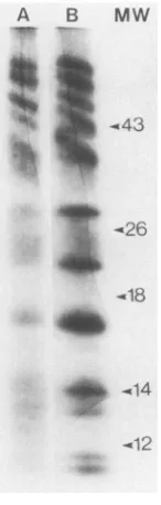 FIG. 7.amideanalyzedofandwith the NCS (0.015 M) cleavage patterns of L-[35S]methionine- L-]35S]cysteine-labeled GVP 3 (lane A) and GVP 9 (lane B), by SDS-PAGE (15%)