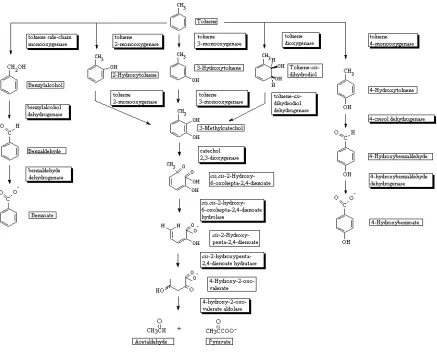 TABLE 2.4  Model Parameter for Aerobic Toluene Biodegradation by Pure Cultures 