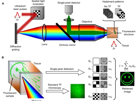 Fig. 1. Working principle of TRAFIX. (quently, the beam is diffracted from a grating, and the Hadamard patterns are projected onto a fluorescent sample after propagating through a scattering medium.Fluorescent light emitted by the sample is collected by th