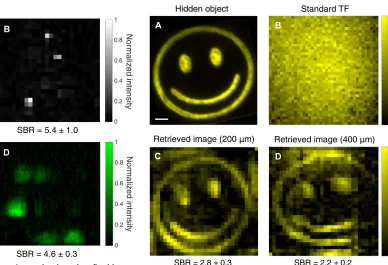 Fig. 4. Comparison of a hidden object and the retrieved images throughfixed rat brain tissue.under uniform wide-field TF illumination with wide-field detection in epifluores-cence configuration) through 400any scattering sample