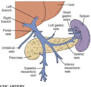Fig 2: Formation of portal vein by the confluence of superior mesentericvein and splenic veins