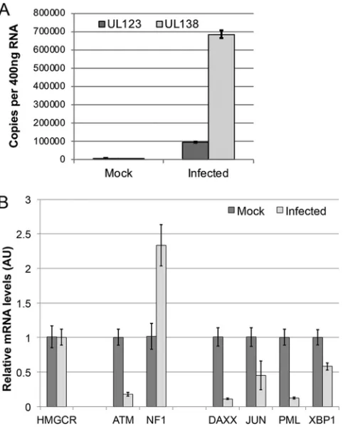 FIG 7 Cellular transcripts are altered in response to HCMV infection of primary CD34latent conditions for 10 days