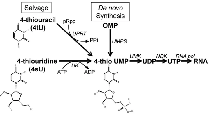 FIG 1 Salvage and de novo synthesis pathways for UTP synthesis. 4-Thiouracil (4tU) and 4-thiouridine (4sU) areconverted to 4-thio UMP by uracil phosphoribosyltransferase (UPRT) or uridine kinase (UK), respectively