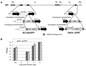 FIG 2 TB40/E GATA::UPRT IE2-2AeGFP displays wild-type growth kinetics in ﬁbroblasts. (A) Schematic representa-short terminal repeats, respectively; Ution of the recombinant virus