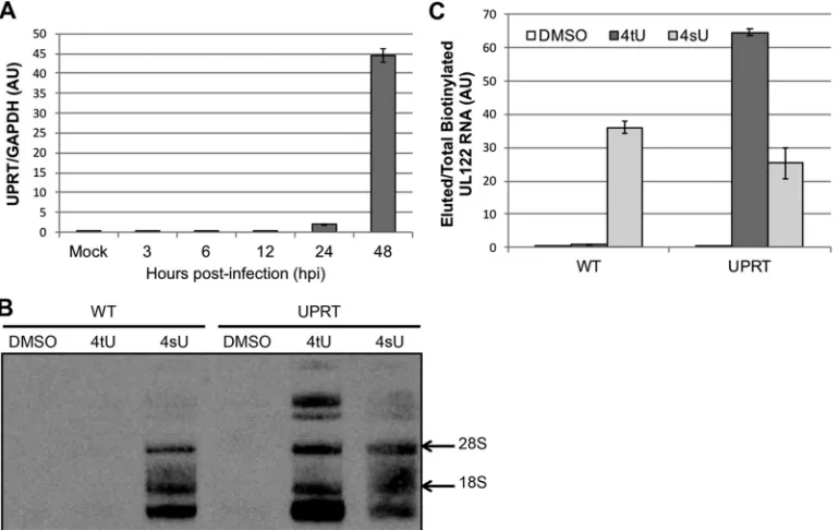 FIG 3 Humanized T. gondii UPRT is expressed by the recombinant HCMV and allows for viral transcript enrichment of